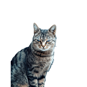 Close Up Portrait Of A Domestic Tabby Cat With Expressive Eyes Against An Ornate Background. 15634 - Cat PNG image with transparent background